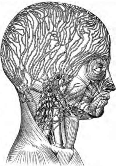 Swollen Lymph Nodes In Neck