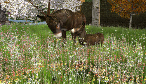 Donkey5