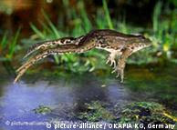 A frog - an endangered species leaping into a bright, sustainable future?