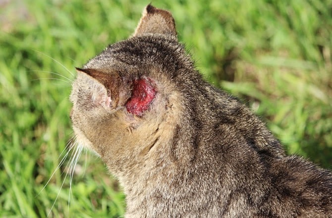 Cat Scratching Ears toxoplasmosis