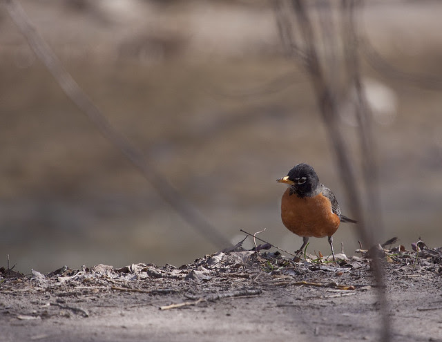 robin pecking