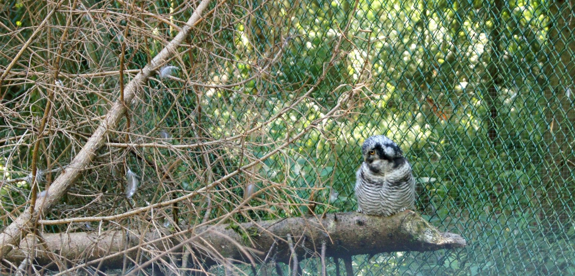photo DSC03606Large.jpg