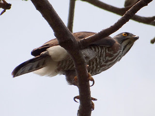 鳳頭蒼鷹/無限台南