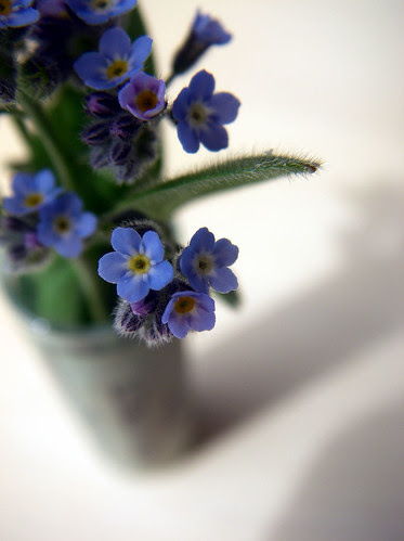 forget me not