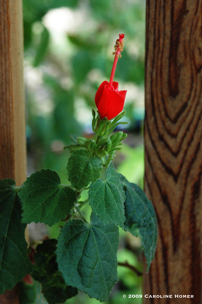 Turk's cap