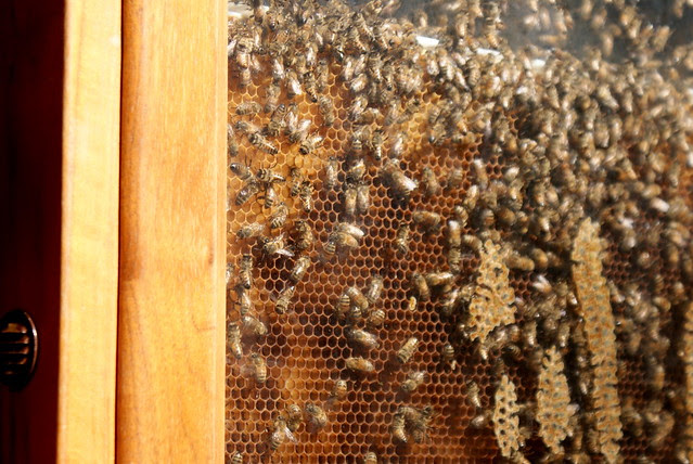 Bees.