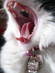 Yawn or growl?