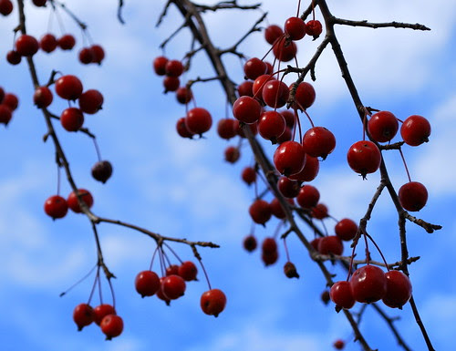 Nov 09 berries