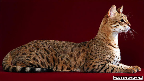 Ашера (Ashera) – самая дорогая кошка в мире
