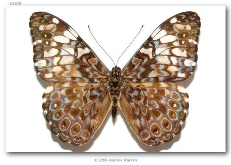 Hamadryas fornax
