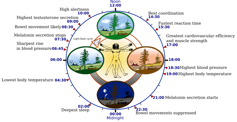 File:Biological clock human.svg