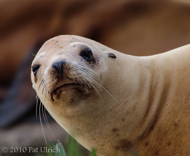 Sleepy sea lion