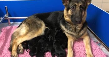 Guide Dog Gives Birth To Huge Litter Of 16 Puppies/Future Guide Dogs