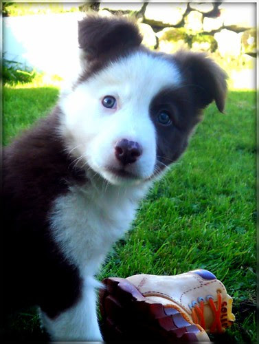 Pip's ears!