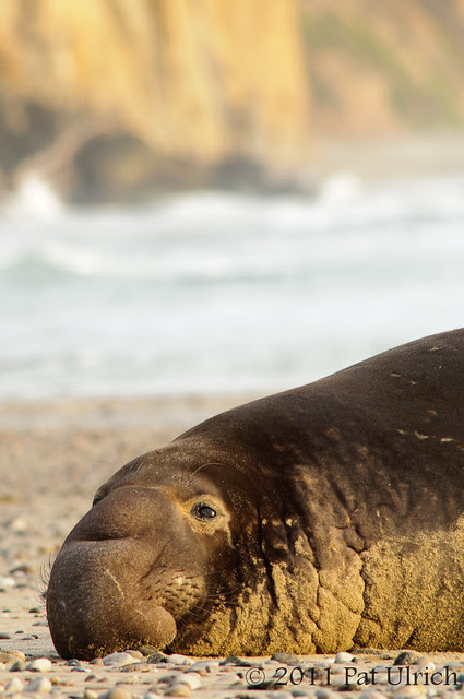 Resting northern elephant seal -- Pat Ulrich Wildlife Photography