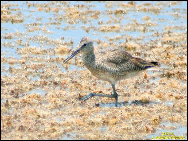 Willet