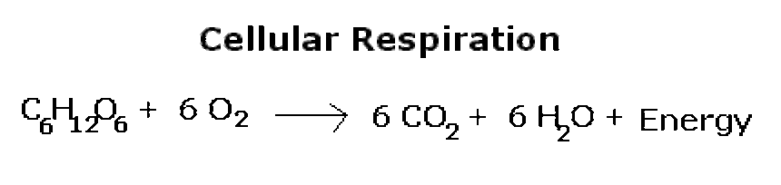 spice-of-lyfe-balanced-chemical-equation-for-cellular-respiration