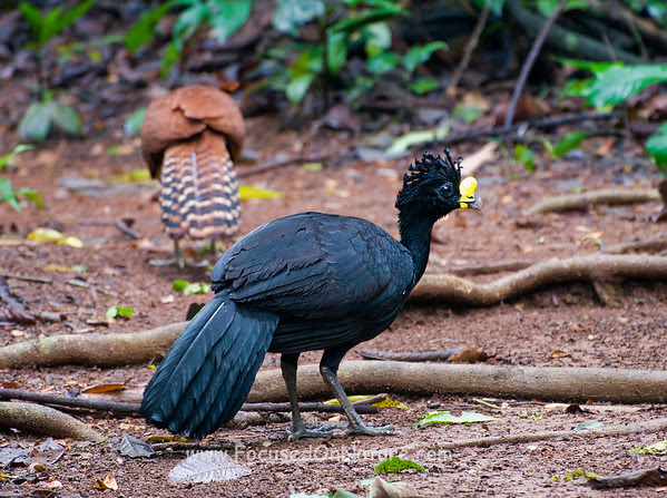 Male and Female Great Curassow