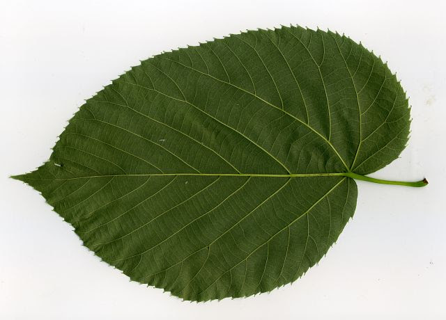 Lipa amerykańska Lipa amerykańska