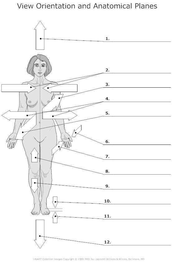 anatomical-position-human-body-blank-anatomical-position-diagram
