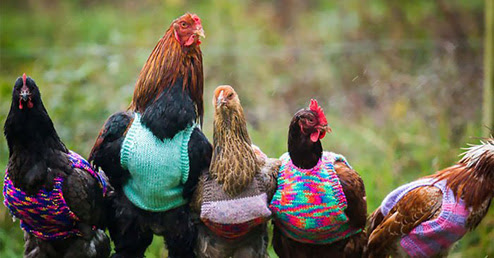 Chickens in Sweaters