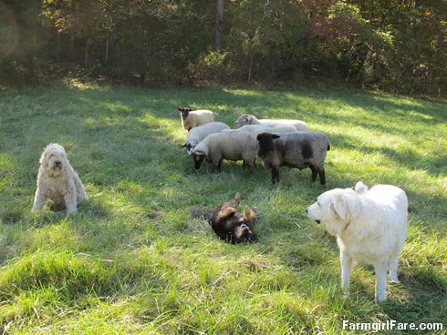 Hanging with the big dogs (1) - FarmgirlFare.com