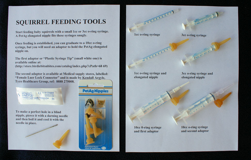 How To Feed A Newborn Baby Squirrel Newborn Baby