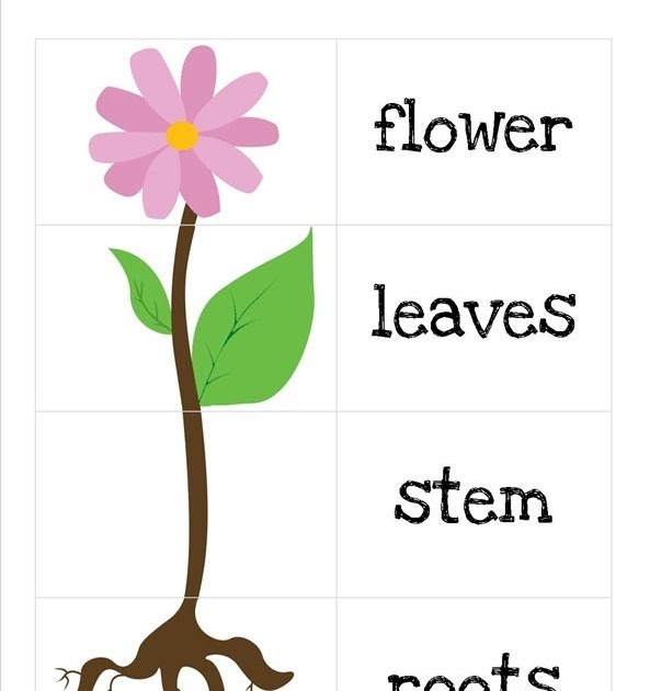 Ciclo De Las Plantas En Ingles