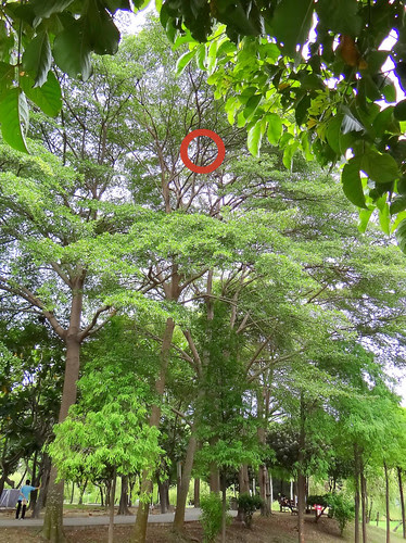 鳳頭蒼鷹/無限台南