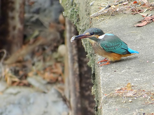 翠鳥/無限台南