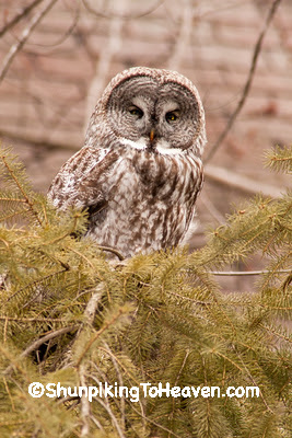 Great Gray Owl, Middleton, Wisconsin