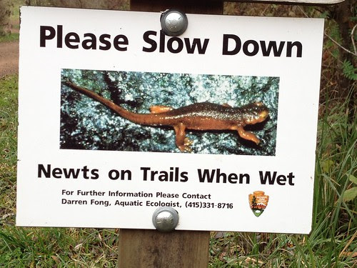 newts on trail when wet.JPG