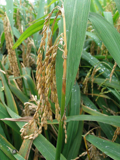 Blast (node and neck) - IRRI Rice Knowledge Bank