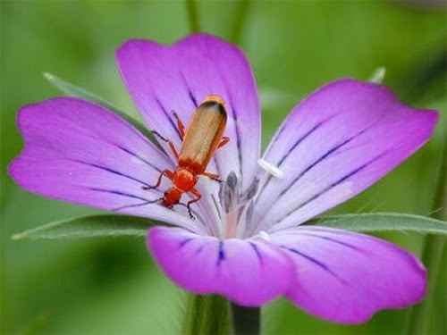 Agrostemma Githago, Cantik Tapi Beracun Agrostemma Githago, Cantik Tapi Beracun