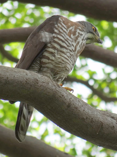 鳳頭蒼鷹/無限台南