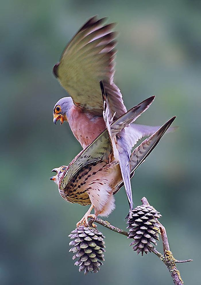 Fascinating photos of birds from the photographer Zander Yaqui