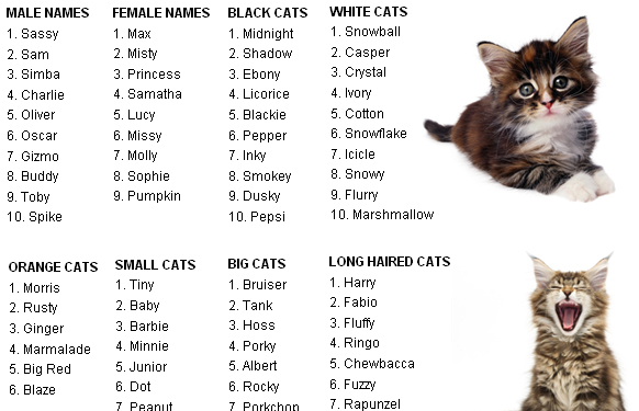 Cool Girl Names For Cat