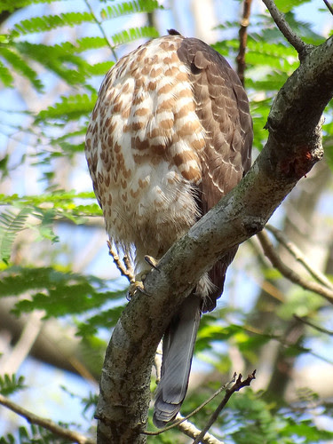 鳳頭蒼鷹/無限台南