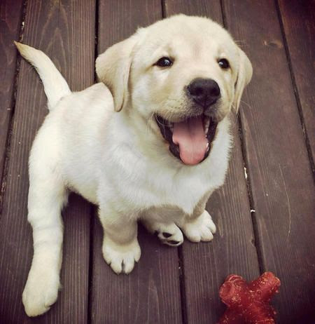 Tug the Labrador Retriever