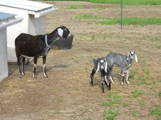 New 2012 Goat Bucks Bo and Luke