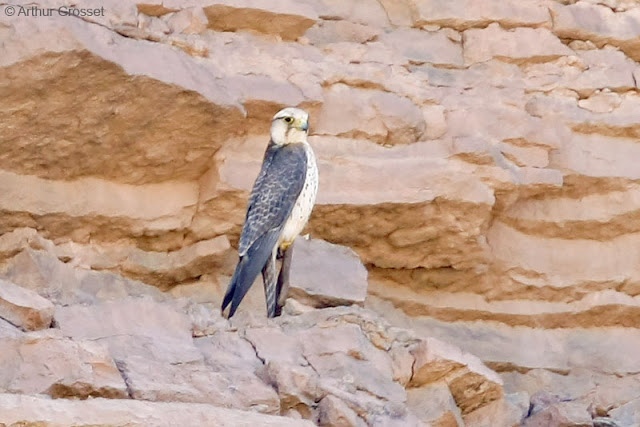 Lanner Falcon Falco biarmicus