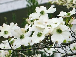 すべての美しい花の画像 最高3 18 誕生 花