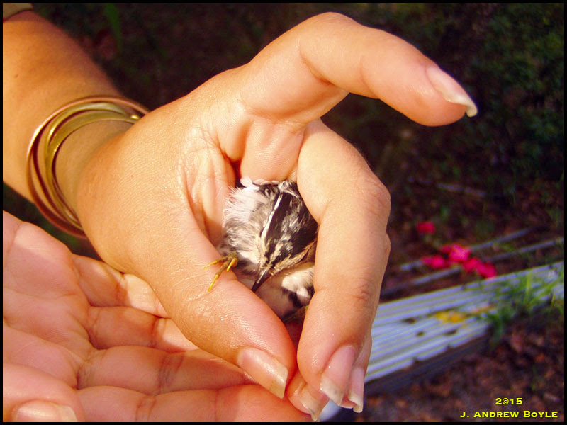 Black-and-White Warbler Black-and-White Warbler