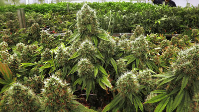 Illinois growers get green light to ship marijuana to stores