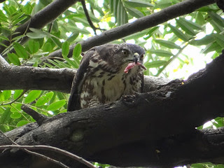 鳳頭蒼鷹/無限台南