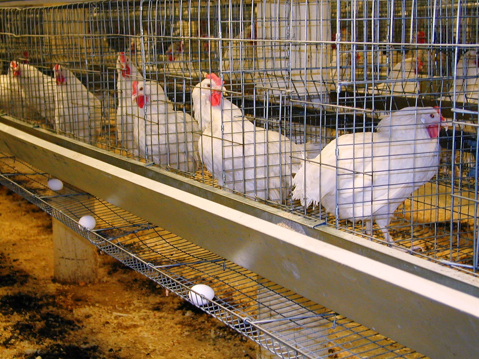 chicken-grower-phase-laying-hens