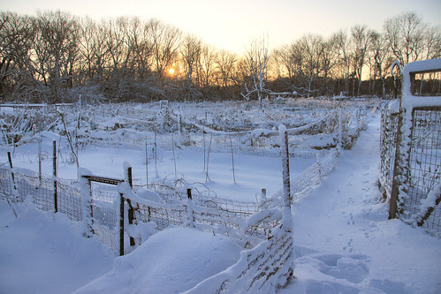 community gardens in the snow