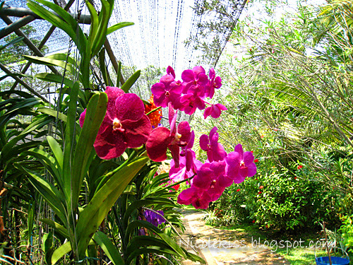 orchid farm