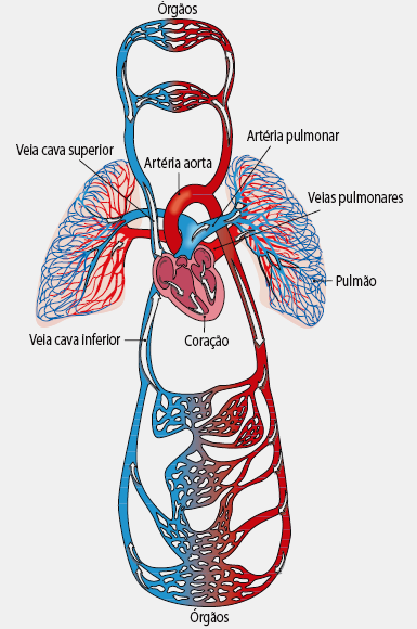 Sistema Cardiovascular E Sangue O Caminho Do Sangue No Corpo