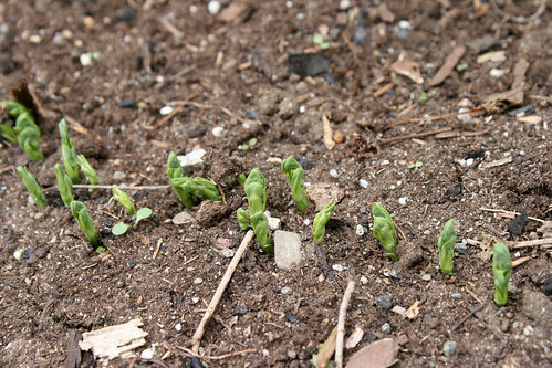 more pea sprouts 074